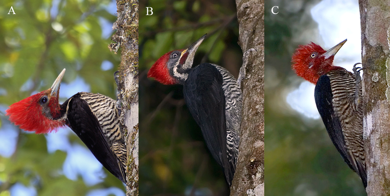 Illustration for article titled Deceptive Woodpecker Uses Mimicry to Avoid Competition